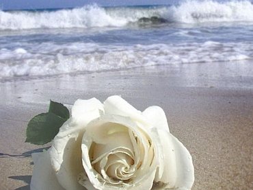 flowers-scattered-at-sea