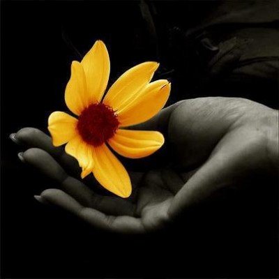 fiore-giallo-400x400