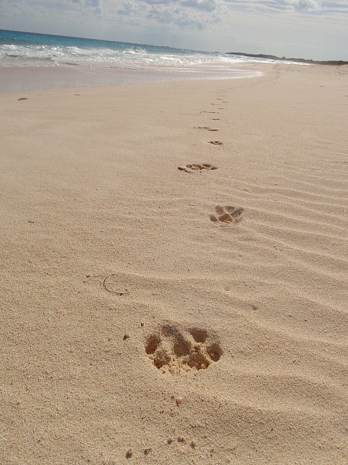 paw-prints-2010-02-181